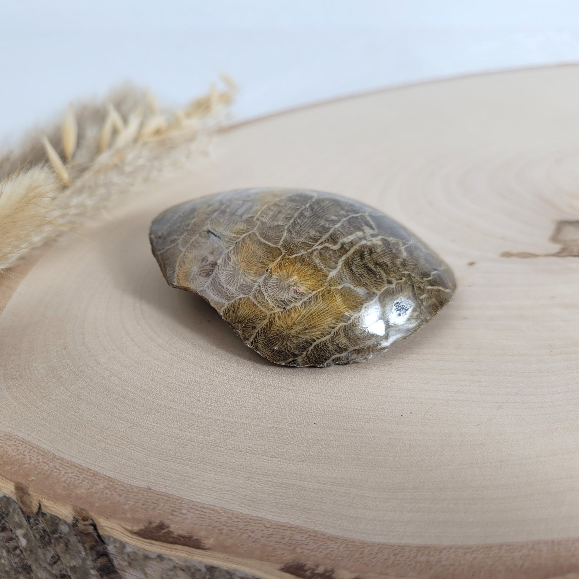 Versteinertes Korallenstück Fossil