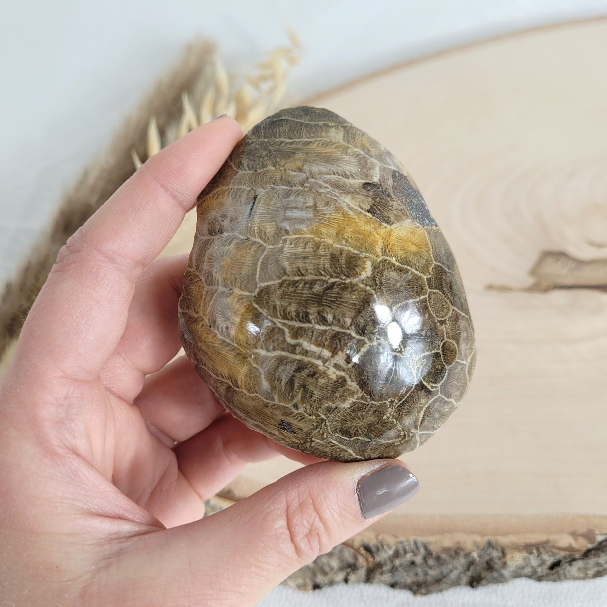 Versteinertes Korallenstück Fossil