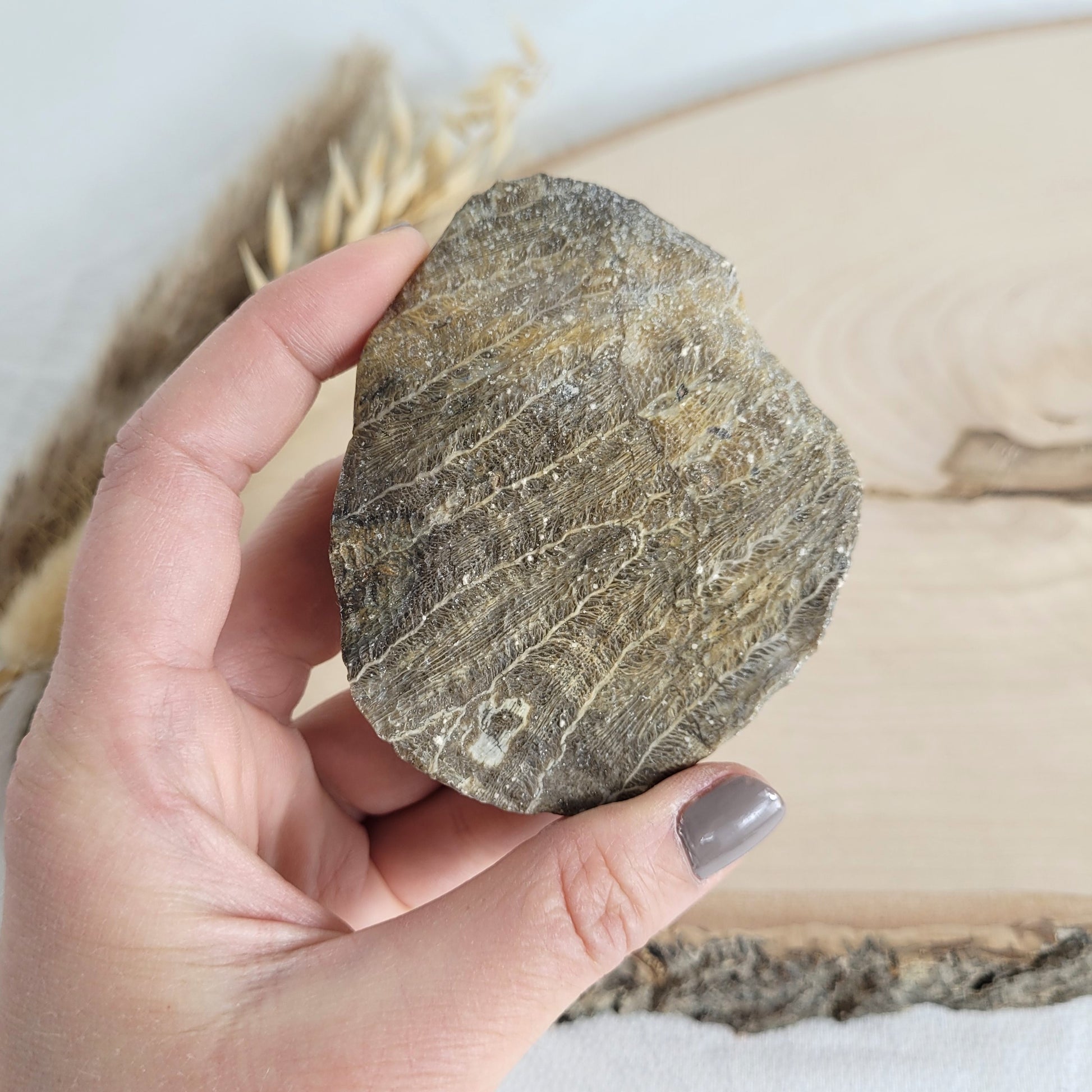 Versteinertes Korallenstück Fossil
