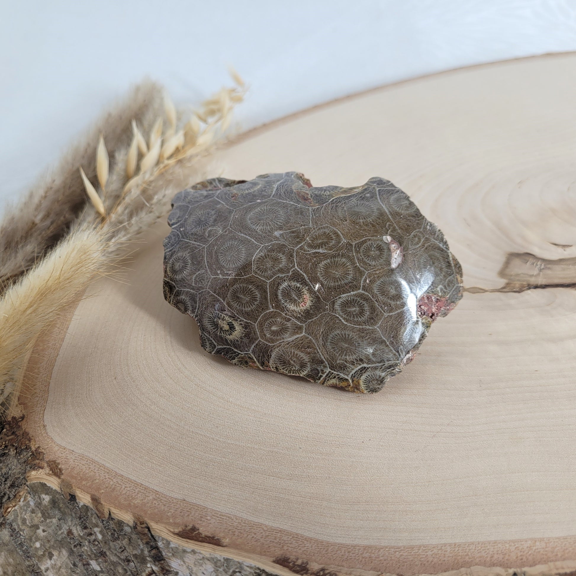 Versteinertes Korallenstück Fossil