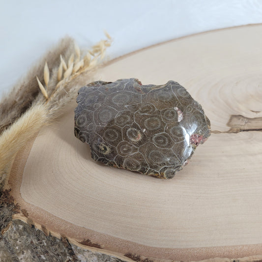 Versteinertes Korallenstück Fossil