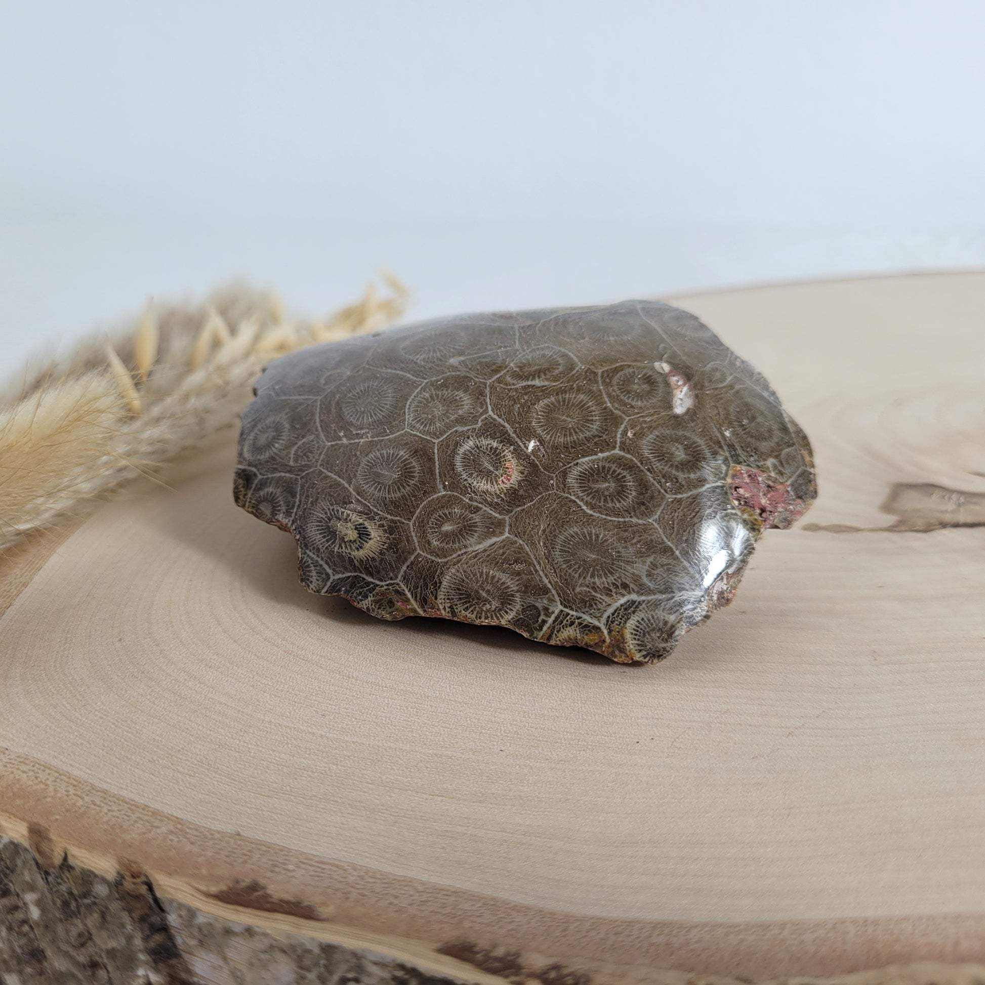 Versteinertes Korallenstück Fossil