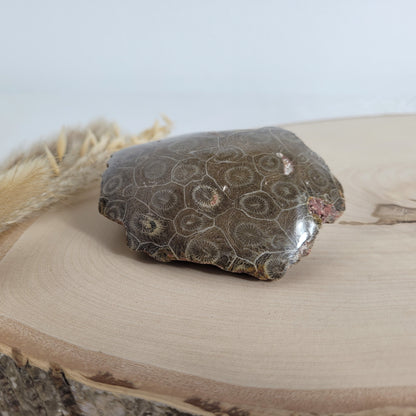Versteinertes Korallenstück Fossil