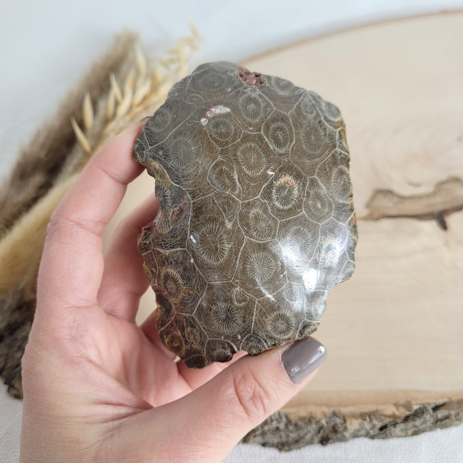 Versteinertes Korallenstück Fossil