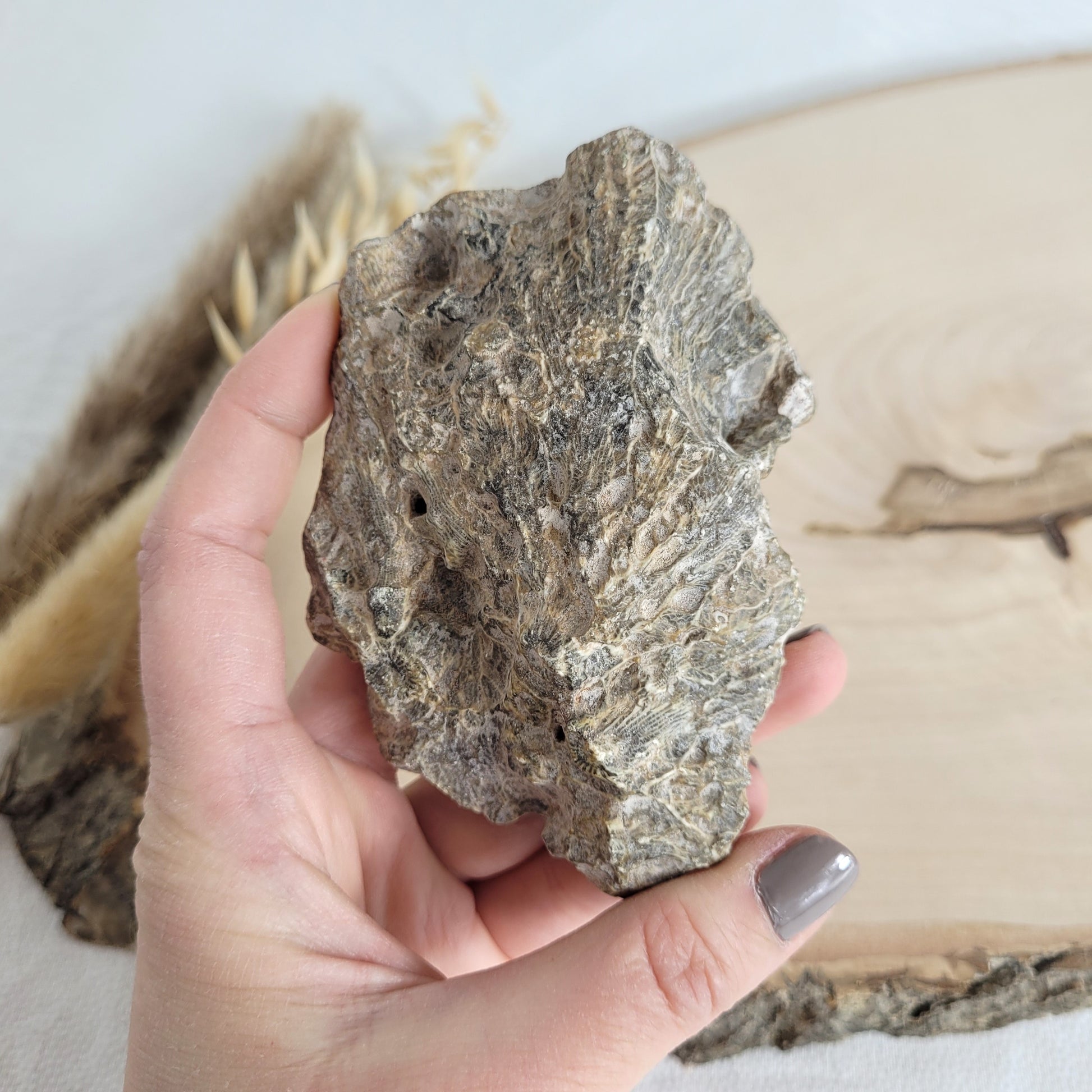 Versteinertes Korallenstück Fossil
