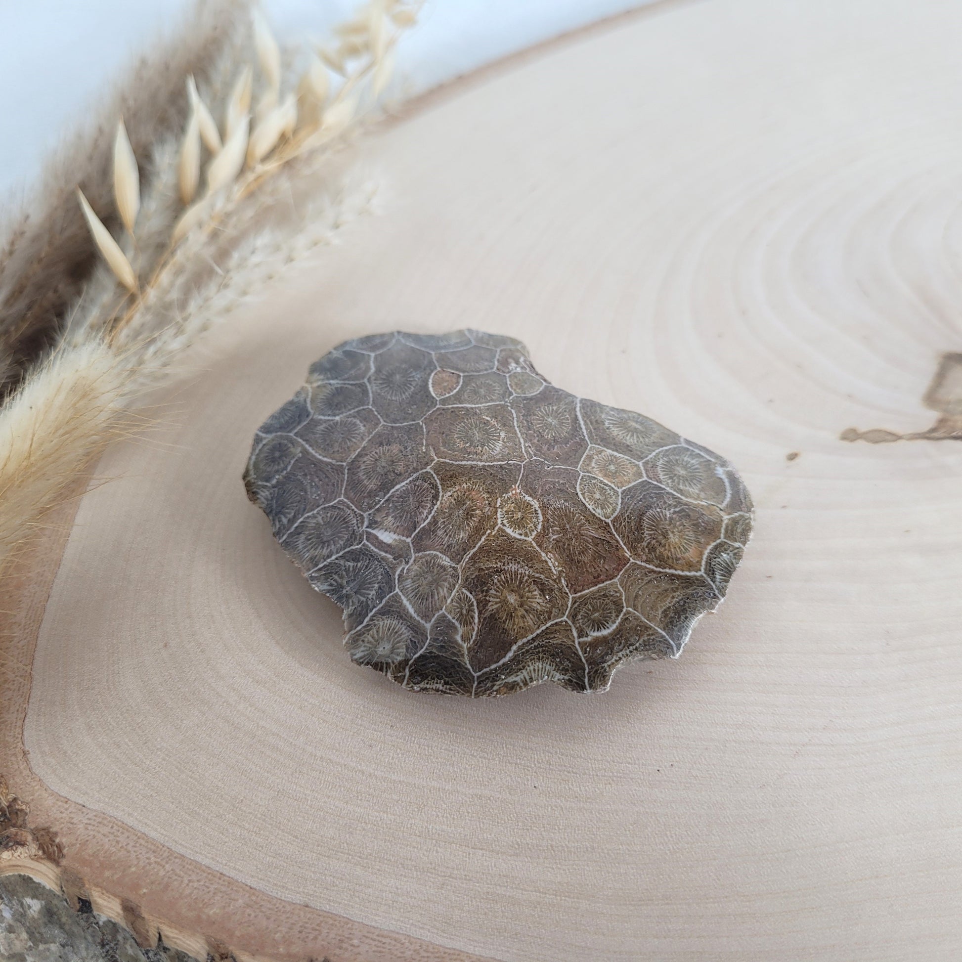 Versteinertes Korallenstück Fossil
