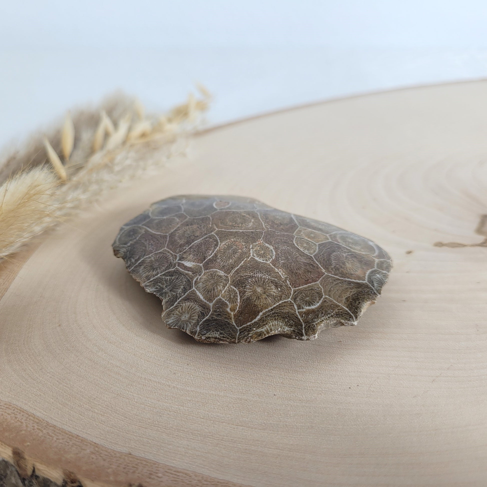 Versteinertes Korallenstück Fossil