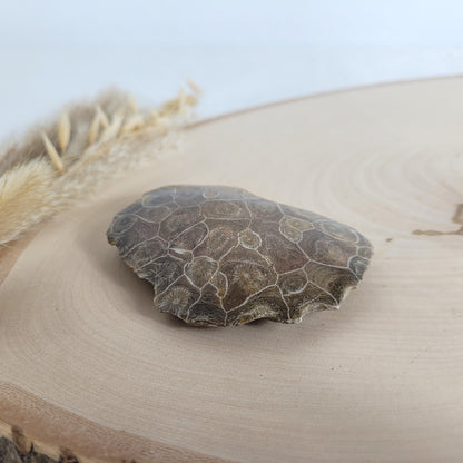Versteinertes Korallenstück Fossil