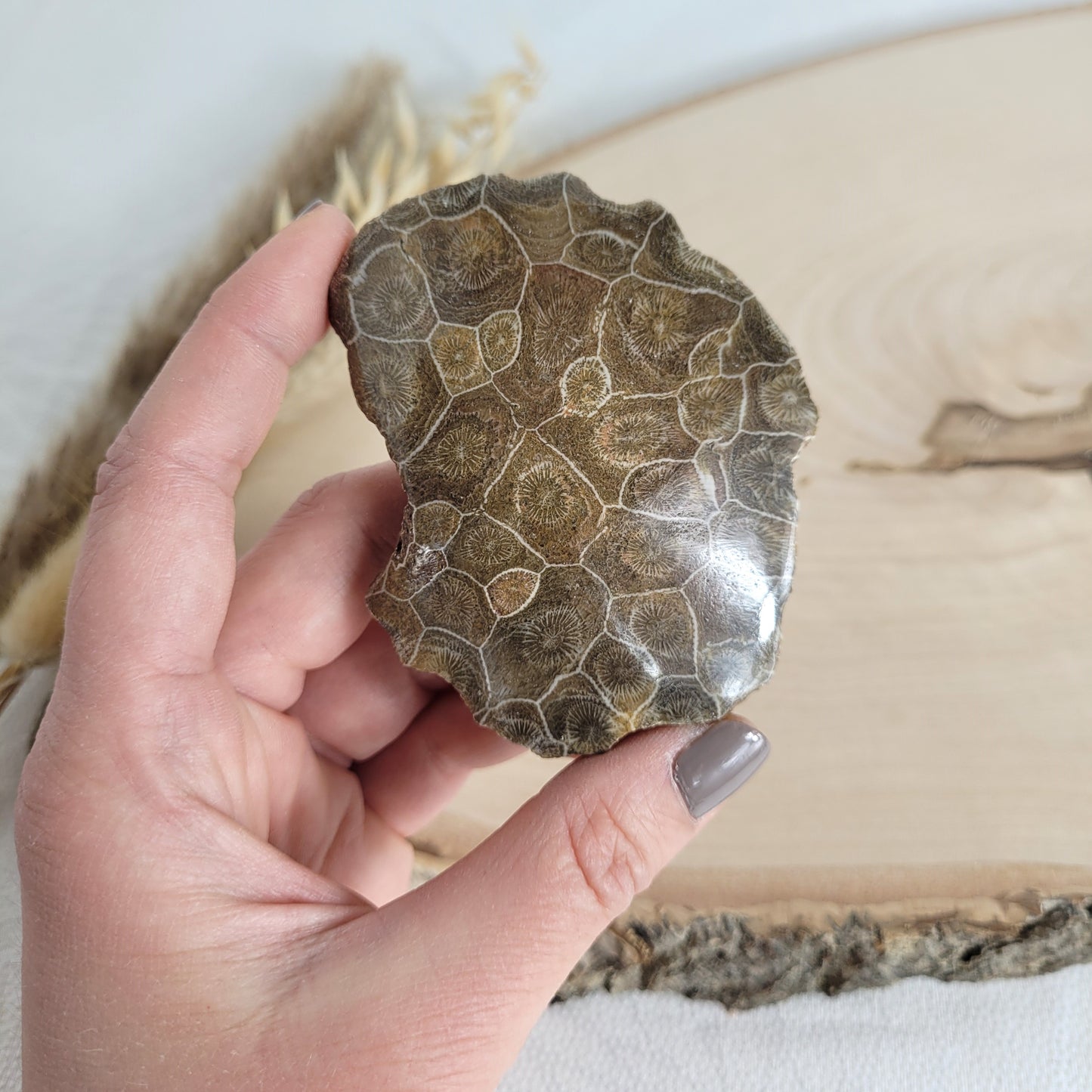 Versteinertes Korallenstück Fossil