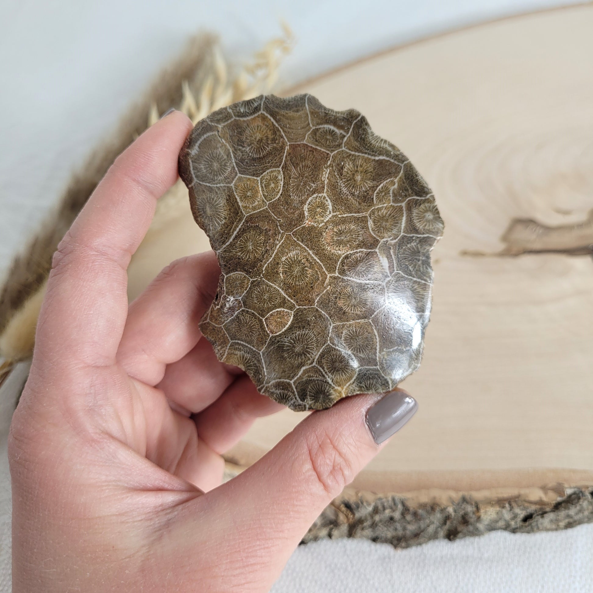 Versteinertes Korallenstück Fossil