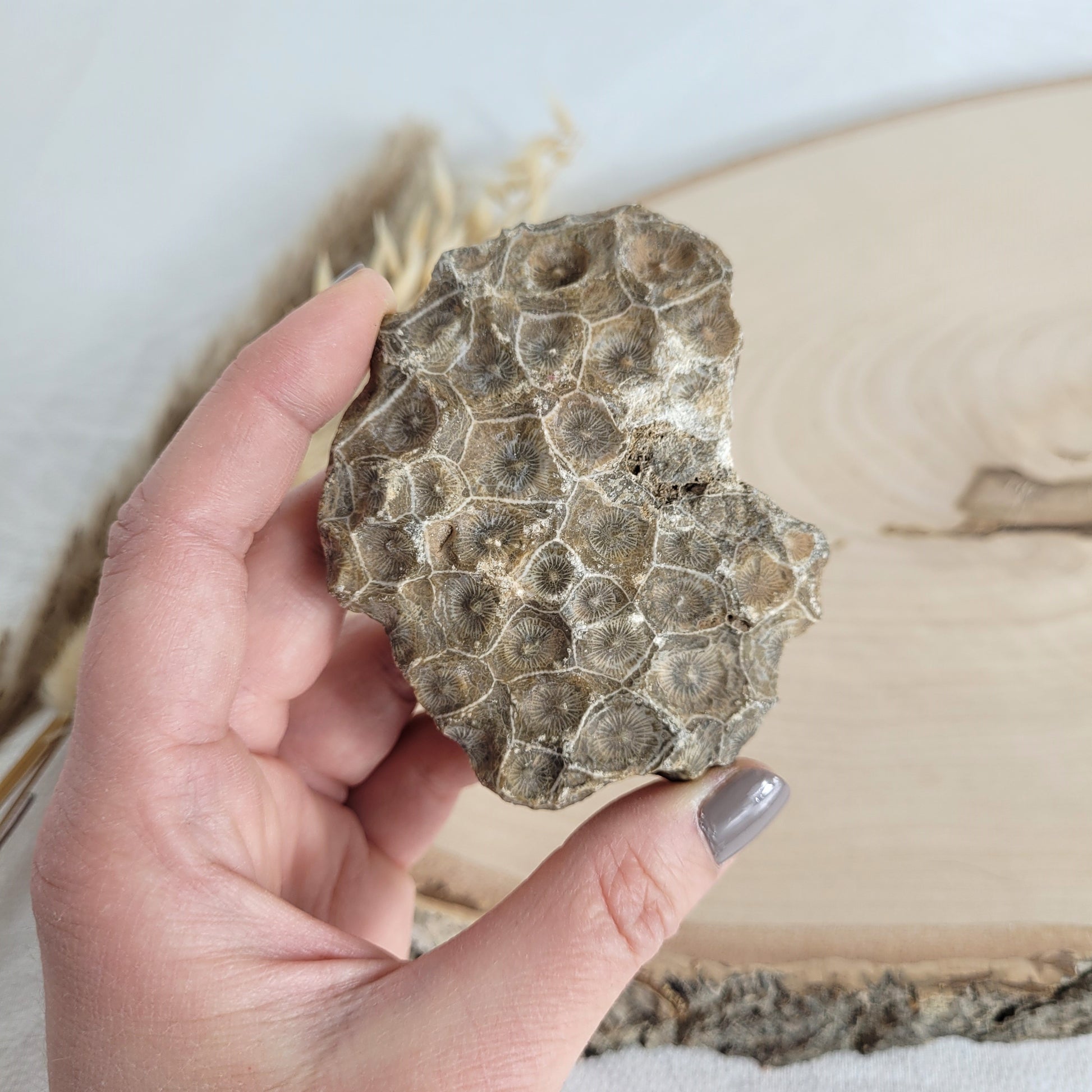 Versteinertes Korallenstück Fossil
