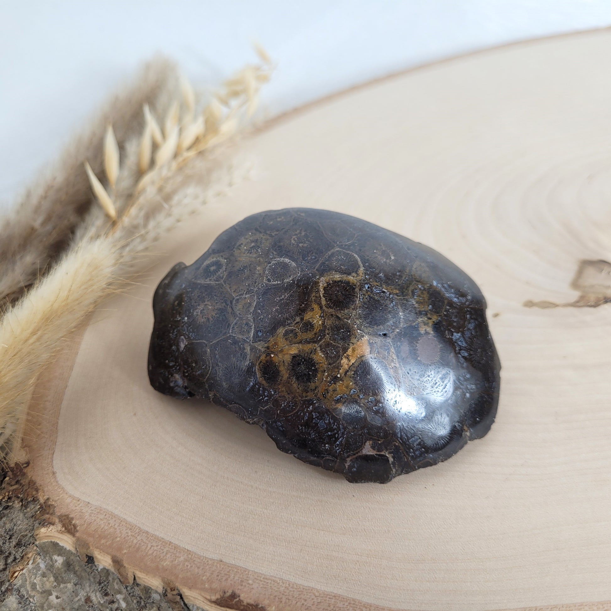 Versteinertes Korallenstück Fossil