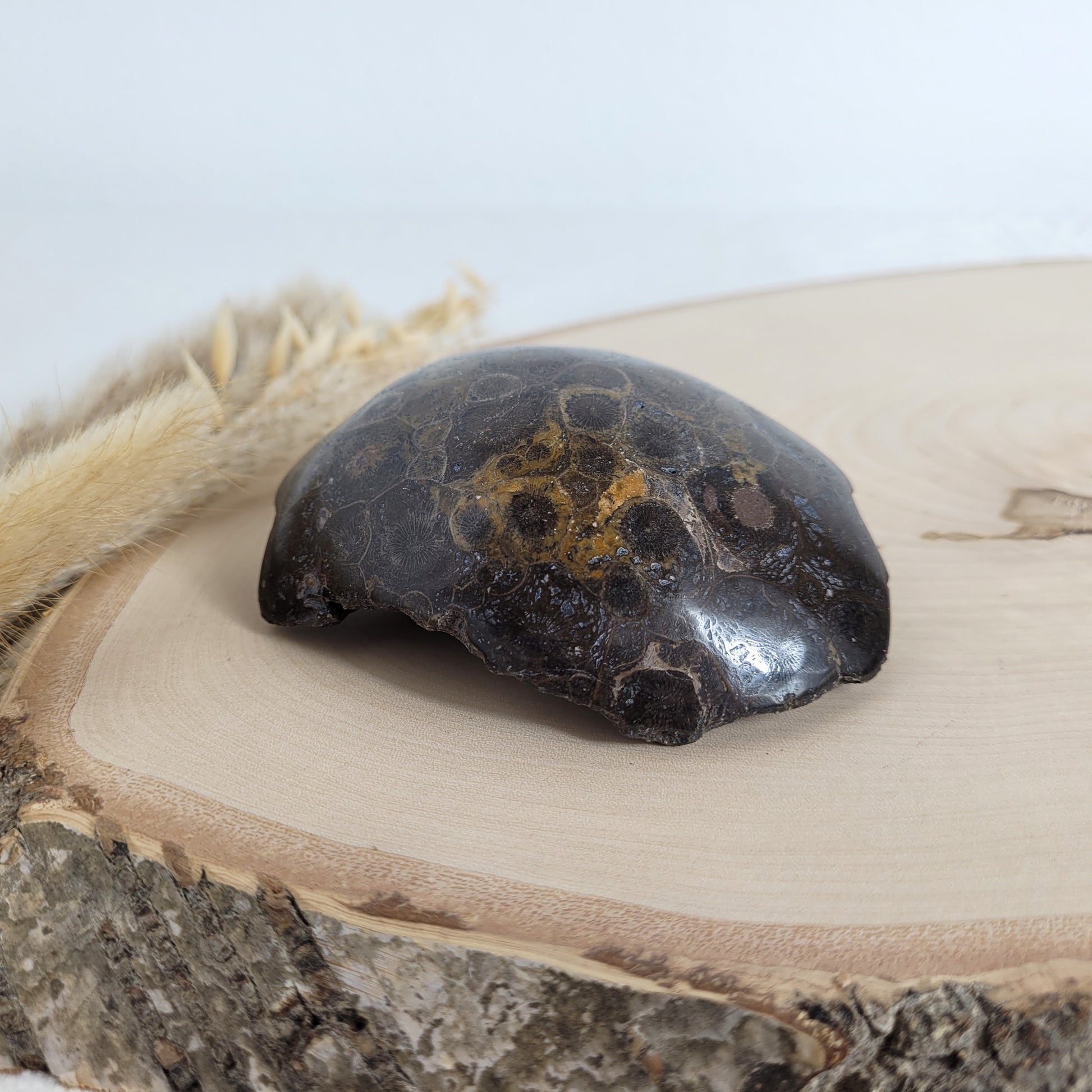 Versteinertes Korallenstück Fossil