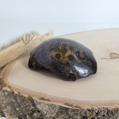 Versteinertes Korallenstück Fossil