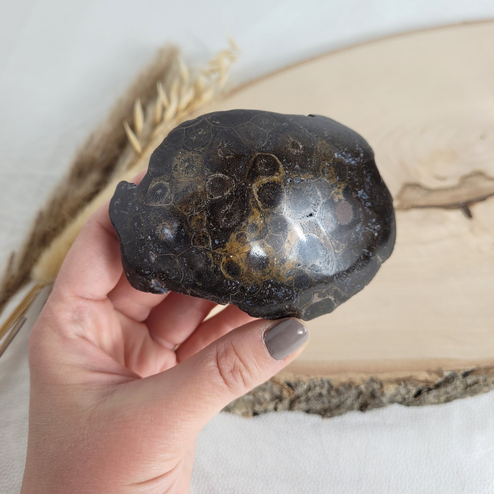 Versteinertes Korallenstück Fossil