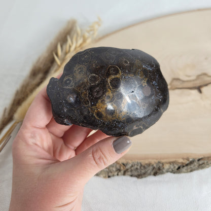Versteinertes Korallenstück Fossil