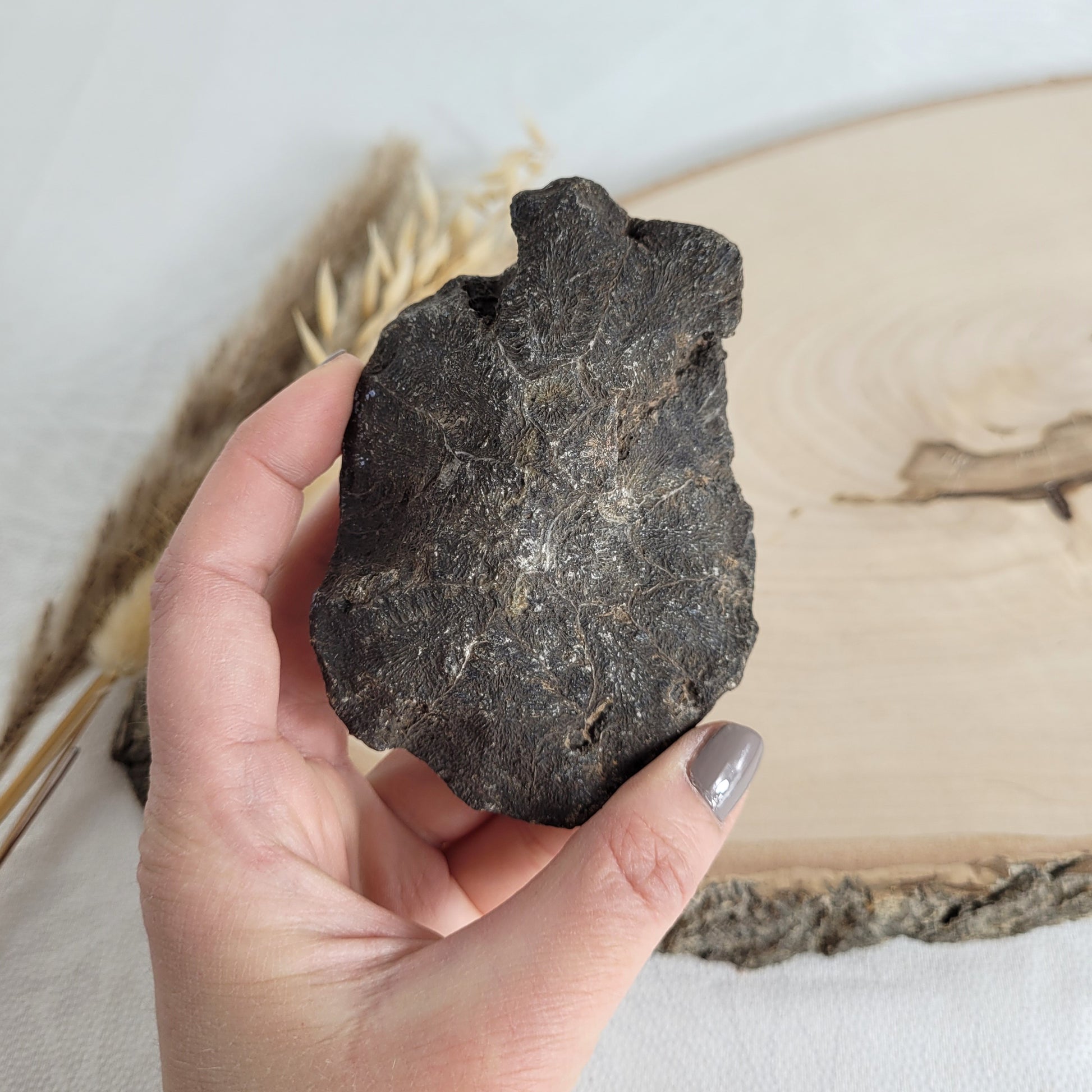 Versteinertes Korallenstück Fossil