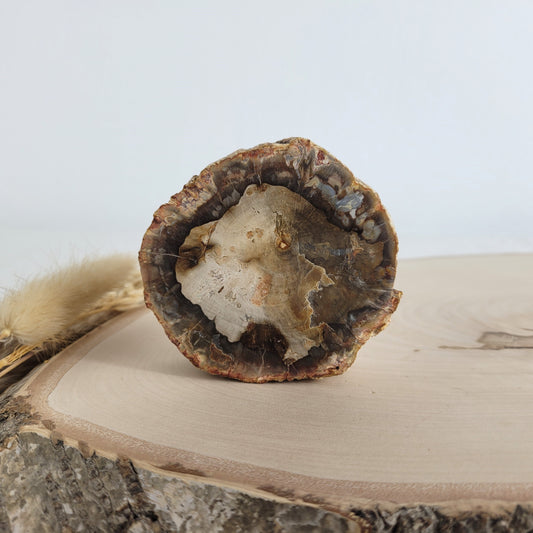 Versteinertes fossiles Holz Scheibe