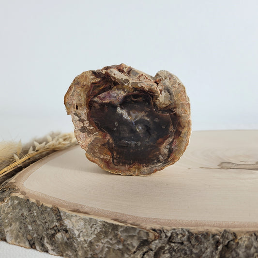 Versteinertes fossiles Holz Scheibe