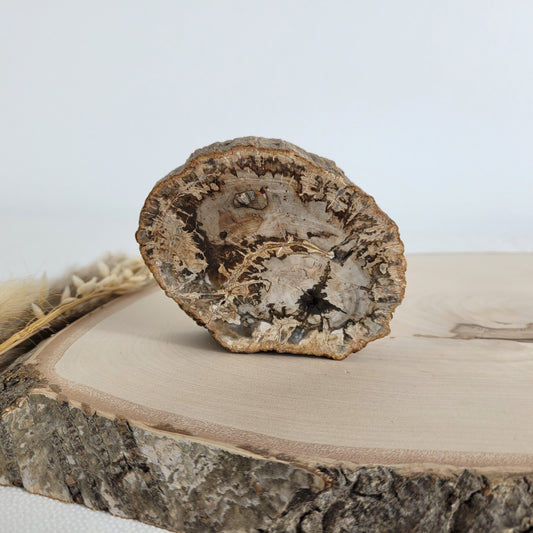 Versteinertes fossiles Holz Scheibe