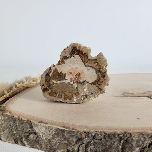 Versteinertes fossiles Holz Scheibe