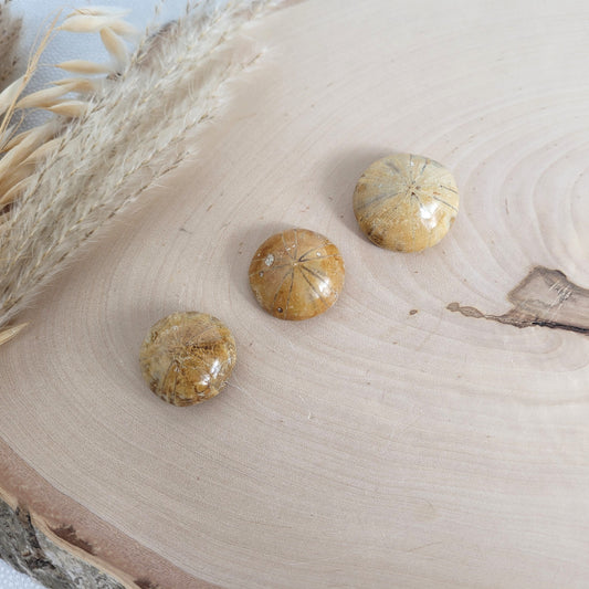 Set aus 3 versteinerten Seeigel Fossilien mit polierter Oberseite, Größen 2,5 cm, 2,7 cm, 3,1 cm, fotografiert auf einer Holzscheibe als Hintergrund.