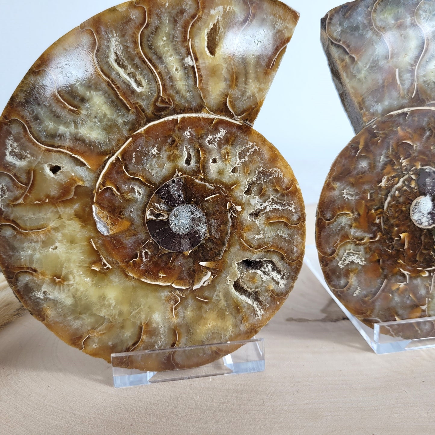 Ammoniten Fossilien Paar auf Holzscheibe mit Aufsteller – beide Hälften mit Kristallkammern, irisierender Schale und Dendriten.