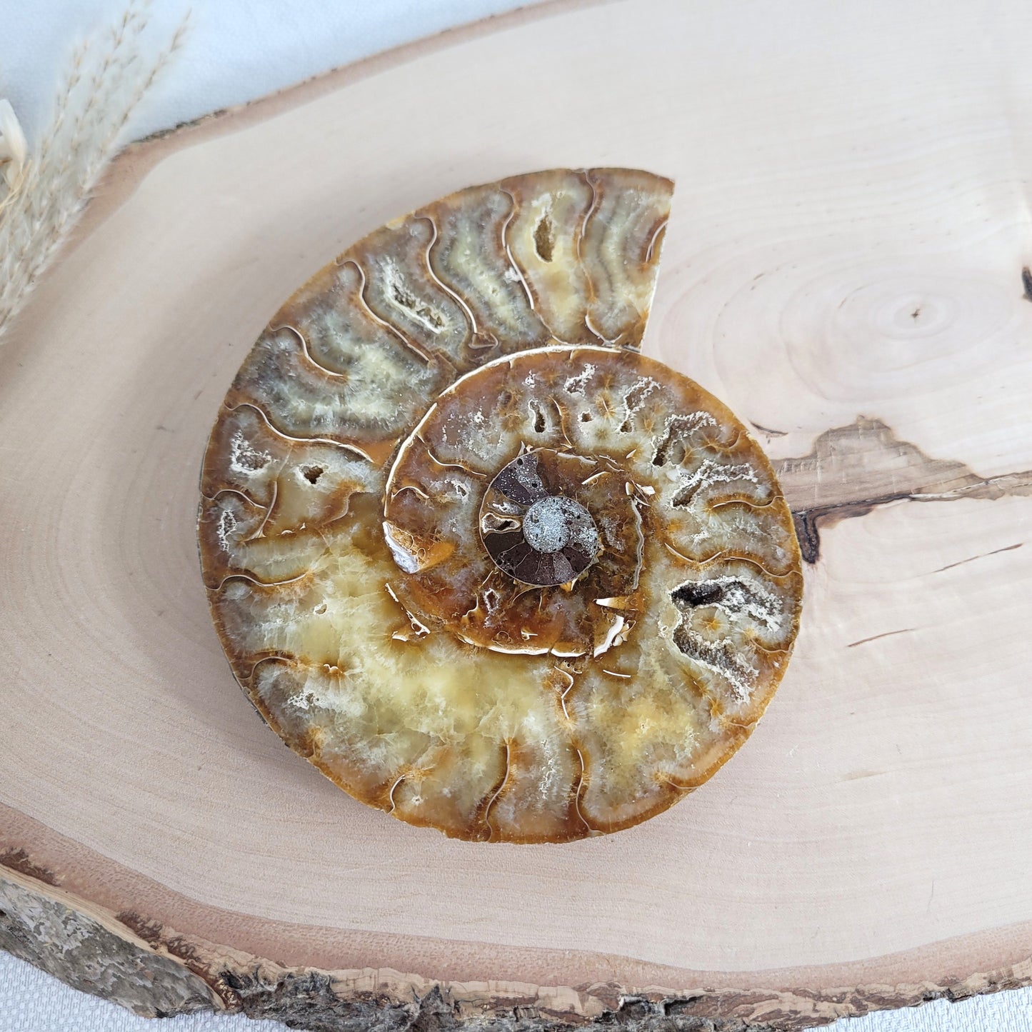 Ammoniten Fossilien Paar auf Holzscheibe mit Aufsteller – beide Hälften mit Kristallkammern, irisierender Schale und Dendriten.