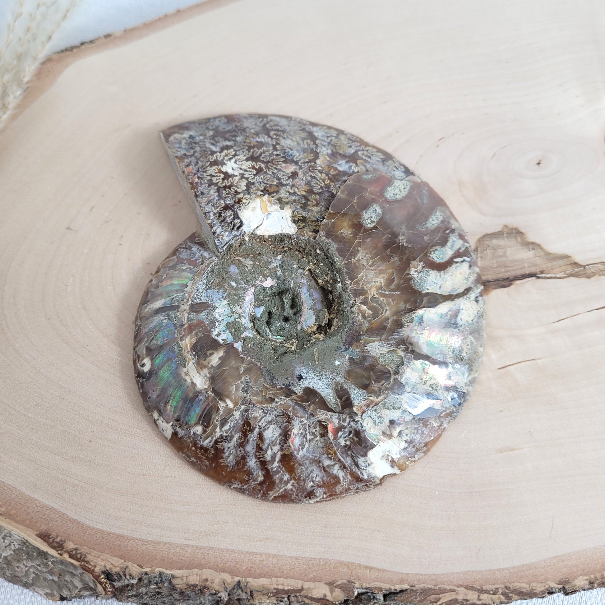 Ammoniten Fossilien Paar auf Holzscheibe mit Aufsteller – beide Hälften mit Kristallkammern, irisierender Schale und Dendriten.