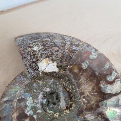 Ammoniten Fossilien Paar auf Holzscheibe mit Aufsteller – beide Hälften mit Kristallkammern, irisierender Schale und Dendriten.