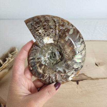 Ammoniten Fossilien Paar auf Holzscheibe mit Aufsteller – beide Hälften mit Kristallkammern, irisierender Schale und Dendriten.