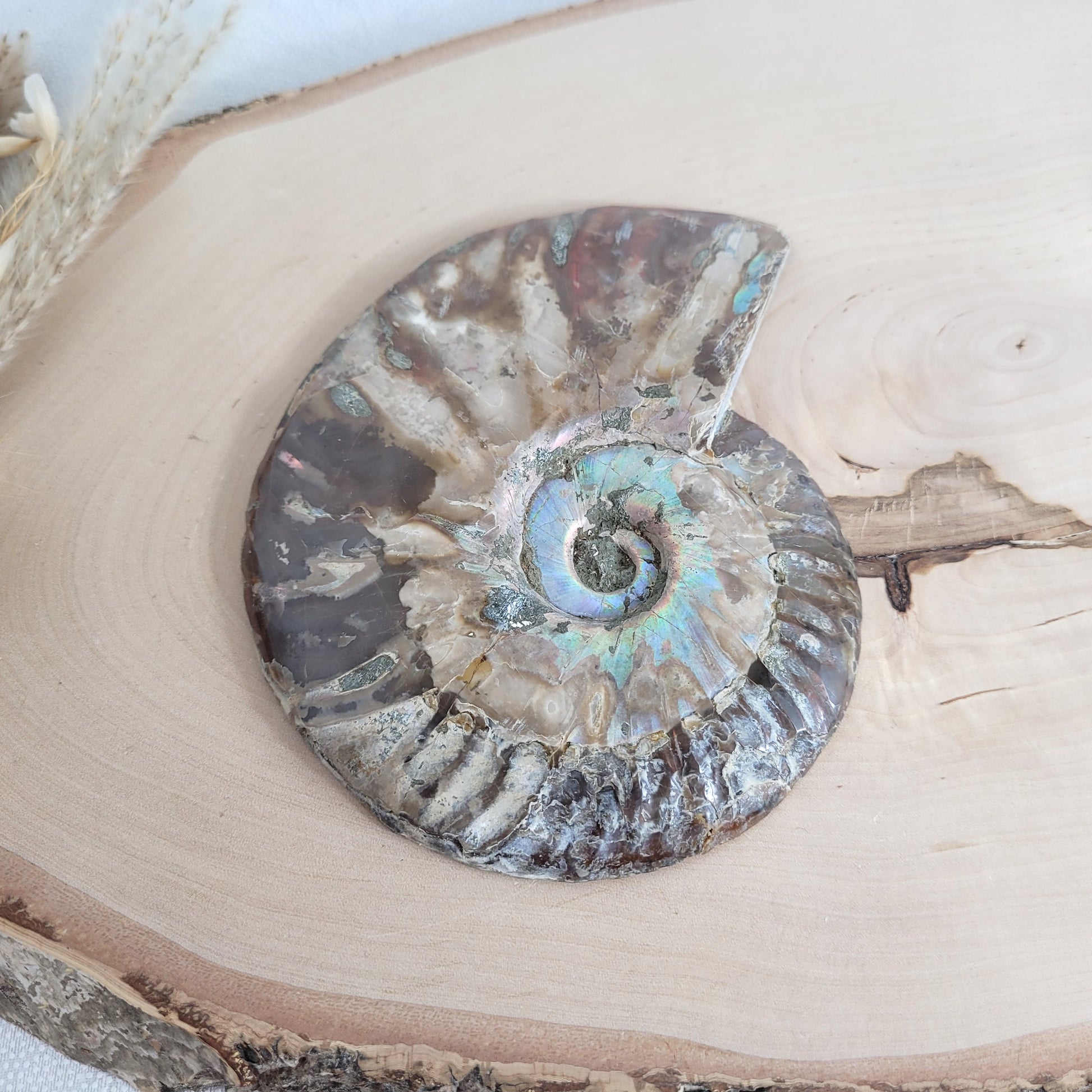 Ammoniten Fossilien Paar auf Holzscheibe mit Aufsteller – beide Hälften mit Kristallkammern, irisierender Schale und Dendriten.