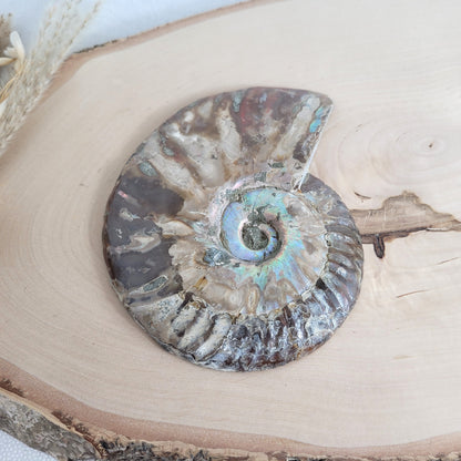 Ammoniten Fossilien Paar auf Holzscheibe mit Aufsteller – beide Hälften mit Kristallkammern, irisierender Schale und Dendriten.