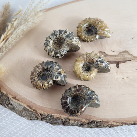 Fossil zeigt die typische stark gerippte Spiralform der Gattung Douvilleiceras. Ammoniten Fossilien kaufen