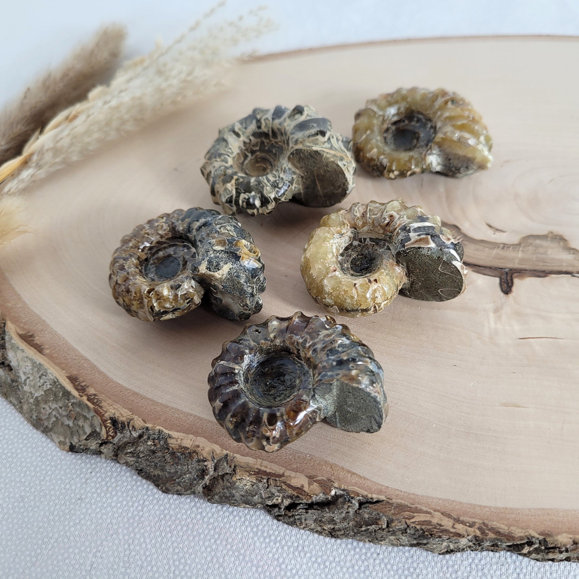 Fossil zeigt die typische stark gerippte Spiralform der Gattung Douvilleiceras. Ammoniten Fossilien kaufen