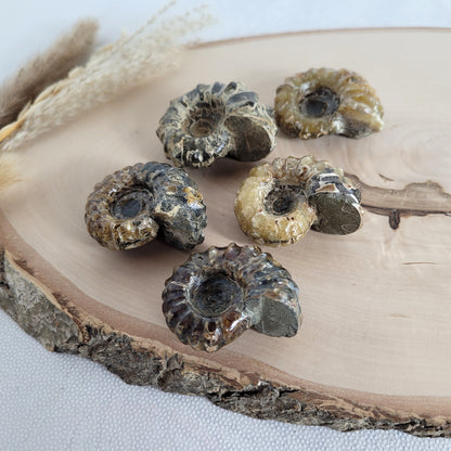 Fossil zeigt die typische stark gerippte Spiralform der Gattung Douvilleiceras. Ammoniten Fossilien kaufen