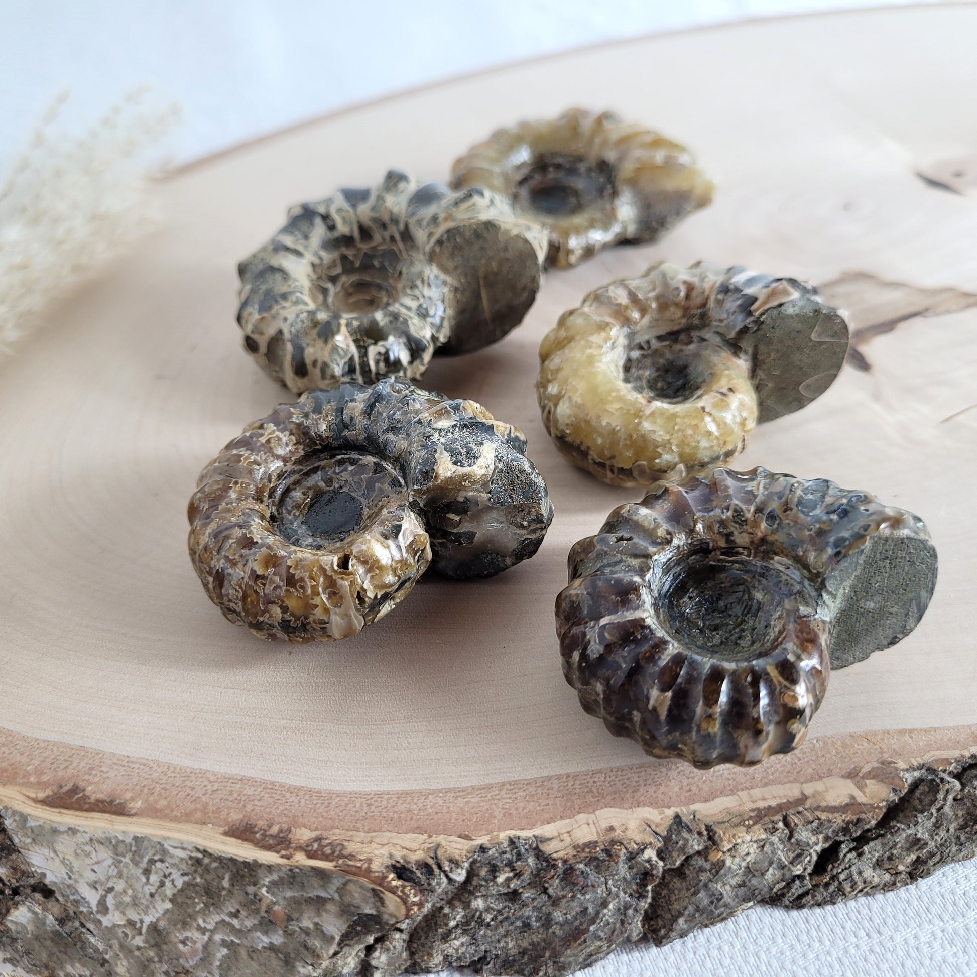 Fossil zeigt die typische stark gerippte Spiralform der Gattung Douvilleiceras. Ammoniten Fossilien kaufen