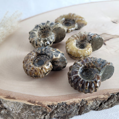 Fossil zeigt die typische stark gerippte Spiralform der Gattung Douvilleiceras. Ammoniten Fossilien kaufen