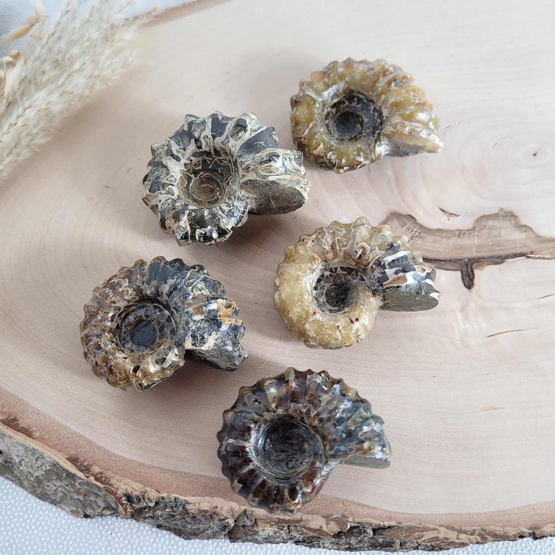 Fossil zeigt die typische stark gerippte Spiralform der Gattung Douvilleiceras. Ammoniten Fossilien kaufen