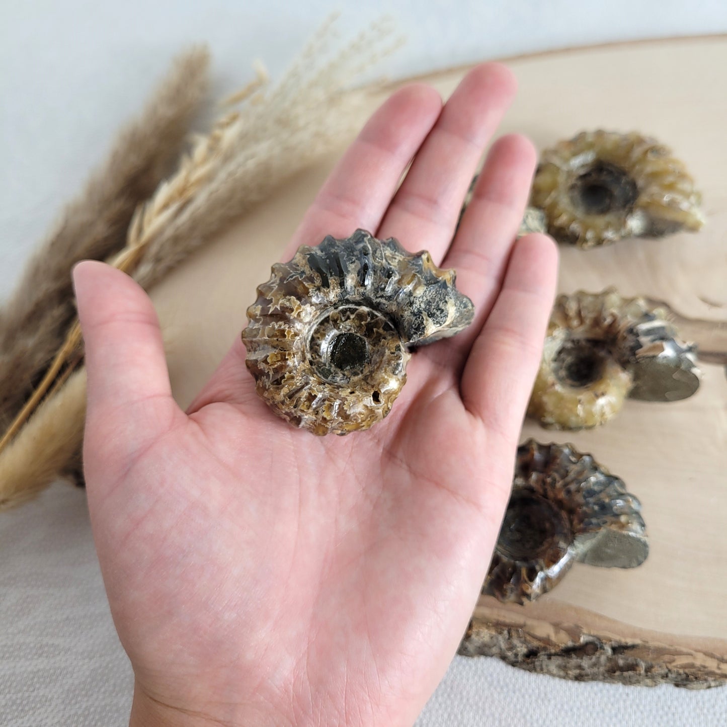 Fossil zeigt die typische stark gerippte Spiralform der Gattung Douvilleiceras. Ammoniten Fossilien kaufen