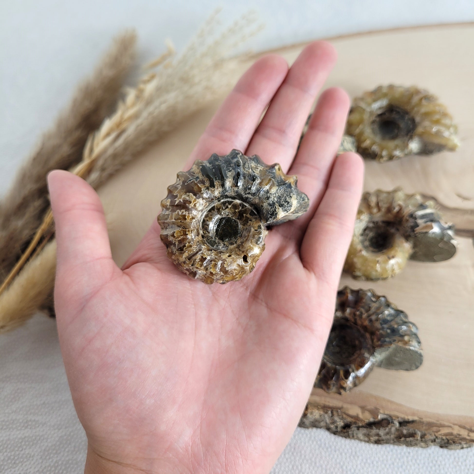 Fossil zeigt die typische stark gerippte Spiralform der Gattung Douvilleiceras. Ammoniten Fossilien kaufen