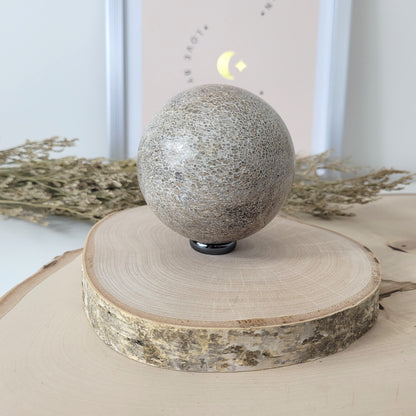 Versteinerter Dinosaurier Knochen Kugel 7,5cm Durchmesser