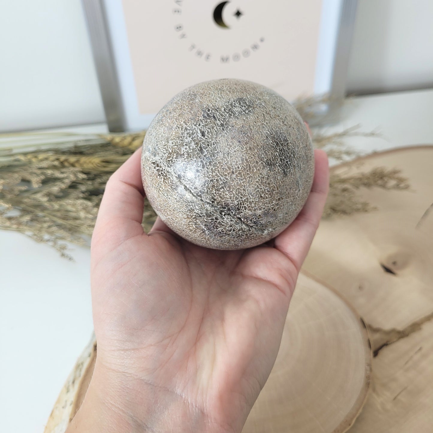 Versteinerter Dinosaurier Knochen Kugel 7,5cm Durchmesser