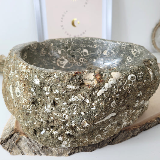 XL Turitella Jaspis fossile Muscheln Schale 24,5 x 19 cm, 8kg