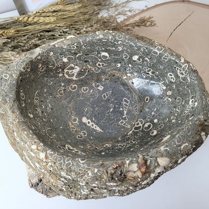 XL Turitella Jaspis fossile Muscheln Schale 24,5 x 19 cm, 8kg