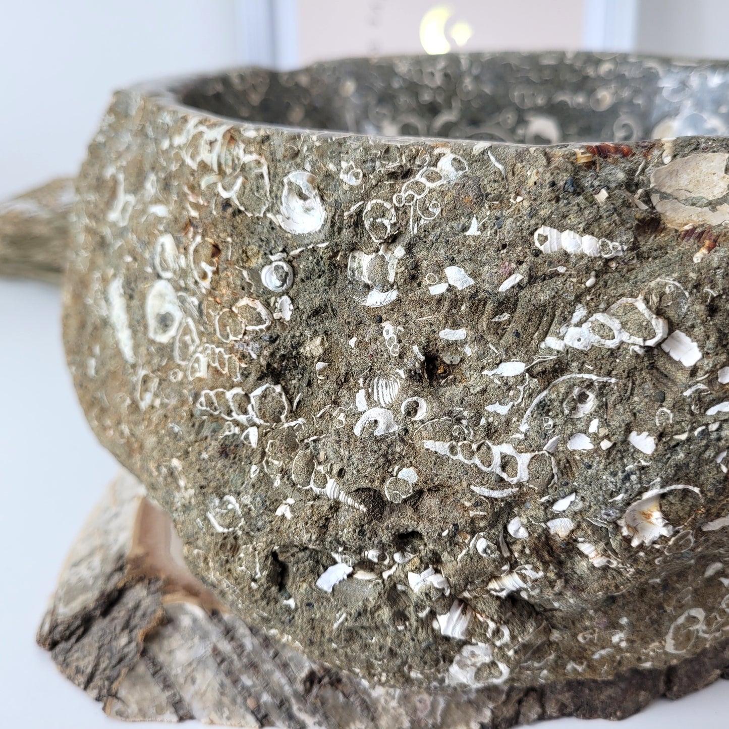 XL Turitella Jaspis fossile Muscheln Schale 24,5 x 19 cm, 8kg