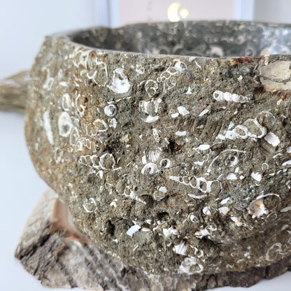 XL Turitella Jaspis fossile Muscheln Schale 24,5 x 19 cm, 8kg