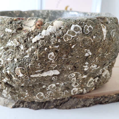 XL Turitella Jaspis fossile Muscheln Schale 24,5 x 19 cm, 8kg