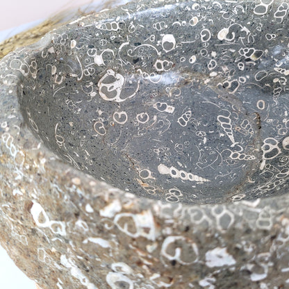 XL Turitella Jaspis fossile Muscheln Schale 24,5 x 19 cm, 8kg