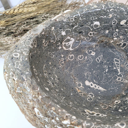 XL Turitella Jaspis fossile Muscheln Schale 24,5 x 19 cm, 8kg